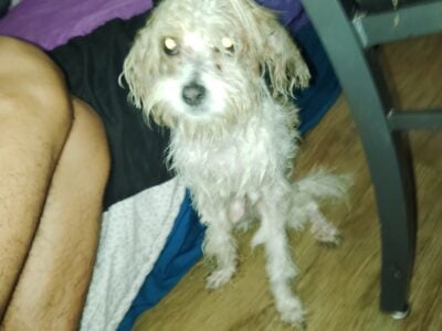 Half male poodle