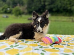 Shelties tris and blue Merle’s