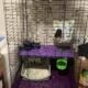 Two ferrets, male and female