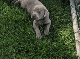 Jasper: labrador Retriever puppy with blue eyes