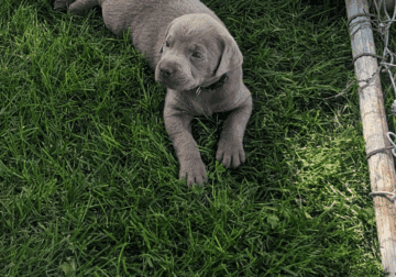 Silver lab puppy with blue eyes (Jasper)