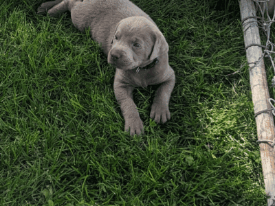 Silver lab puppy with blue eyes (Jasper)