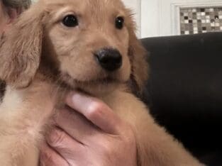 Dark Golden s Available