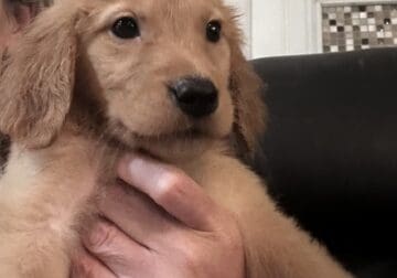 Dark Golden s Available