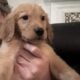 Dark Golden s Available