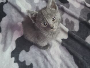 Kittens