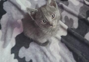 Kittens
