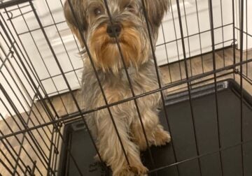 Yorkiepo for sell