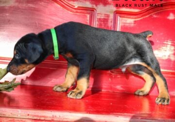 Titan Black Rust Male