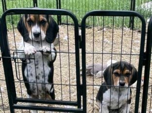 BEAGLE PUPS