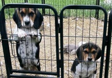 BEAGLE PUPS
