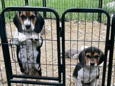BEAGLE PUPS