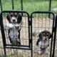 BEAGLE PUPS