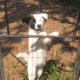American Akita Girl Puppy – PHANTOM