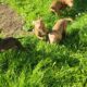 Free pups