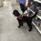 CKC Purebred Black Male Standard Poodle Puppy