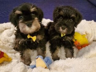 AKC Min Schnauzer Male puppies for sale.