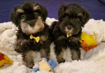 AKC Min Schnauzer Male puppies for sale.