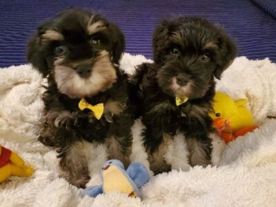 AKC Min Schnauzer Male puppies for sale.