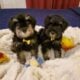 AKC Min Schnauzer Male puppies for sale.