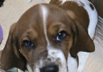Male Basset Hound Puppy Leo