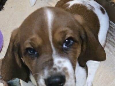 Male Basset Hound Puppy Leo