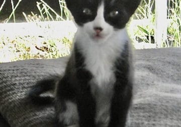 3 Month old black white kitten.