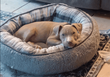 Needs good home !