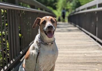 Baxter is looking for his forever family!