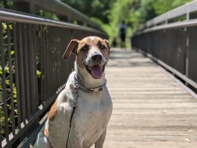 Baxter is looking for his forever family!