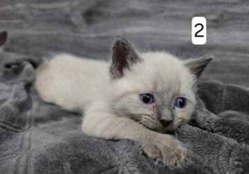 Siamese kittens for sale