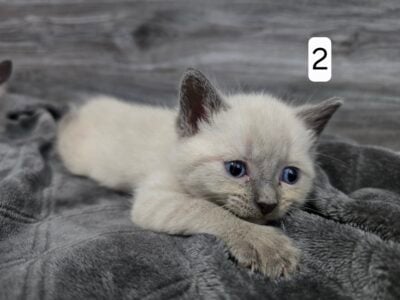 Siamese kittens for sale