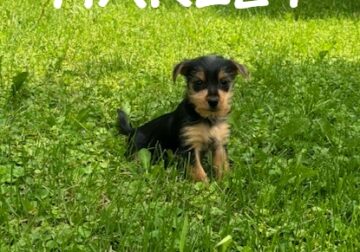 Harley Male Cairn/Yorkie Puppy