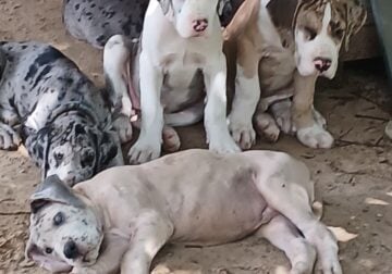 Great dane litter