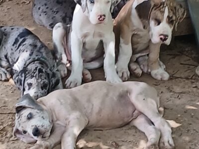 Great dane litter