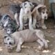 Great dane litter
