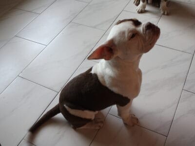 Cinnamon
