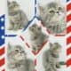 CFA Exotic Shorthairs