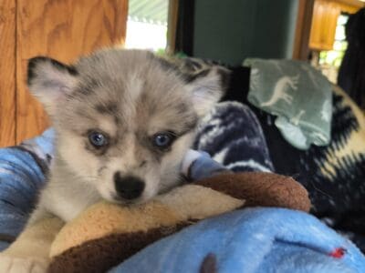 Pomsky puppy Nova
