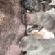 💥 French Bulldog Puppies – 12 Weeks – Vet Checked