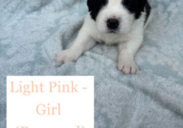 BEAUTIFUL Saint Bernard Puppies