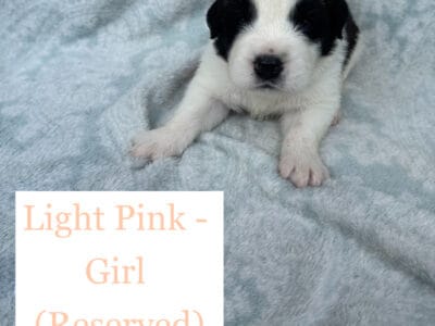 BEAUTIFUL Saint Bernard Puppies