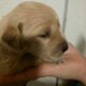 Golden retriever puppies for sale