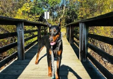 Gorgeous 3 year old Male Purebred Doberman