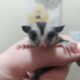 Colony of 4 sugar gliders