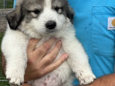 Great Pyrenees Puppies-2