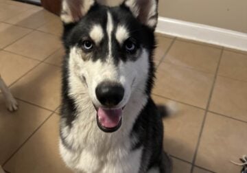 Finding forever home