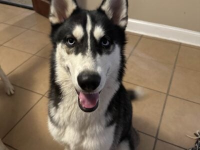 Finding forever home