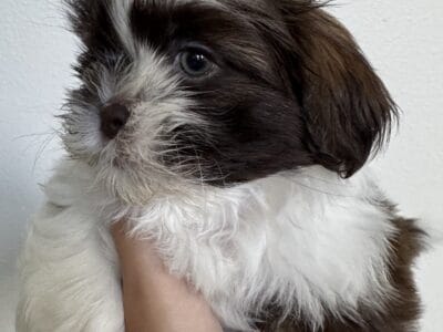 Shih Tzu puppies
