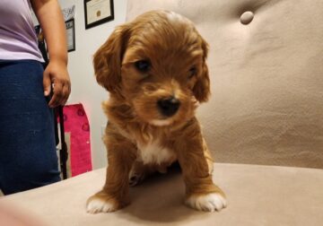 Female Maltipoo, Scroll down for Video.